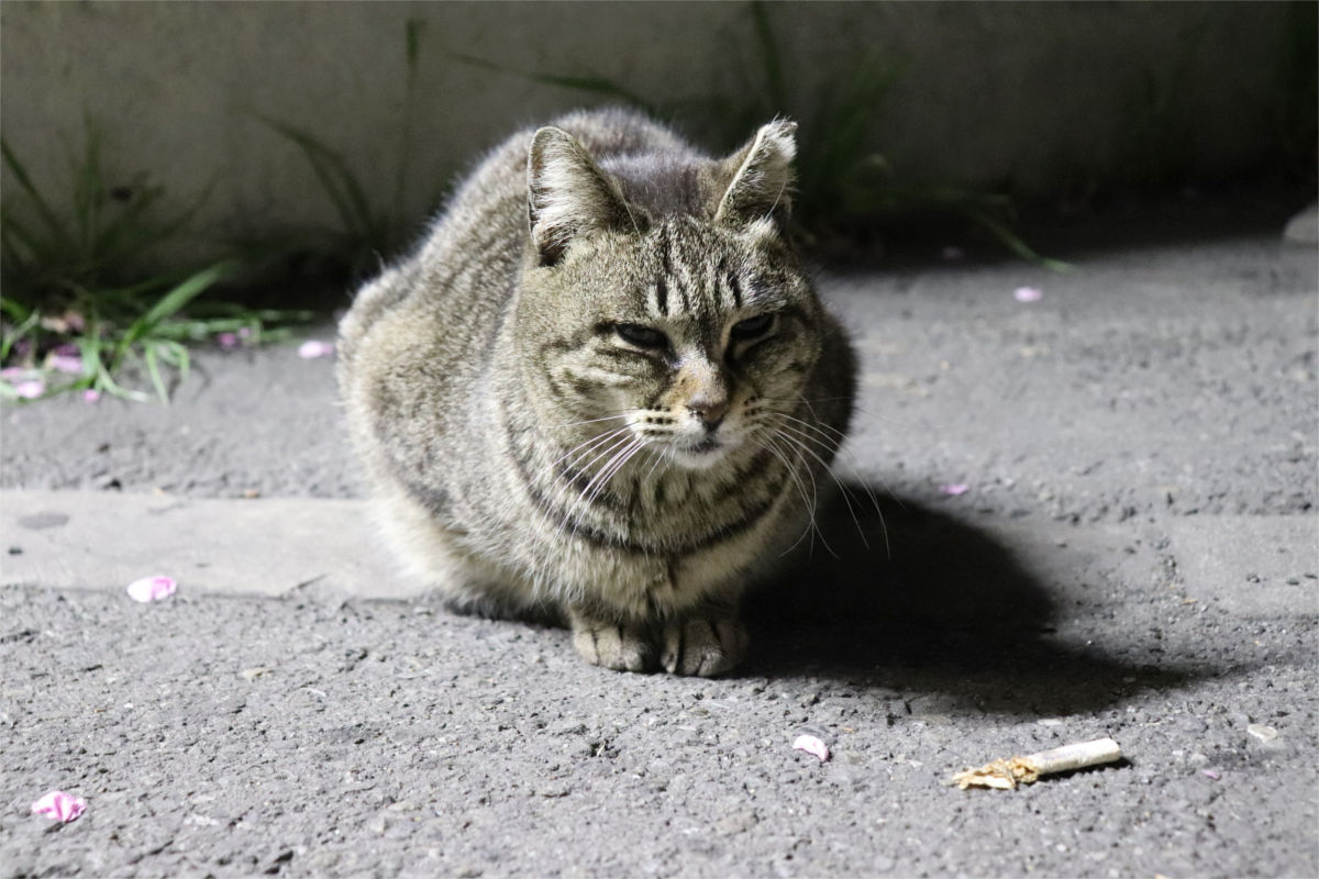 18春18きっぷ5日目 その４ 京浜工業地帯 猫のいる駅 俺の居場所 まち記録サイト